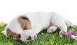 Photo: puppy jack russel terrier puppy jack russel terrier
