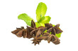 Star Anise and Mint