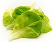 Lechuga fresca