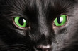 Photo: Black cat, close-up Black cat, close-up