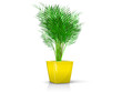 yellow vase with palm