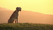 Asian Hound. Slow Motion at a rate of 120 fps