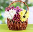 Bouquet of beautiful chrysanthemums in wicker basket