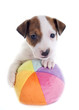 Photo: puppy jack russel terrier puppy jack russel terrier