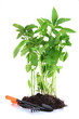 Pepper seedlings with garden tools isolated on white