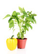 Pepper seedlings in flowerpot isolated on white