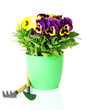 Beautiful pansies flowers isolated on a white