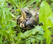 young song thrush chick sitting in grass