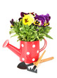 Beautiful pansies flowers isolated on a white