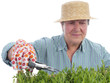 Senior gardener forming aspic seedlings