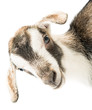 baby goat head