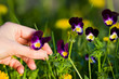 picking pansies