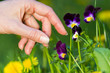 picking pansies