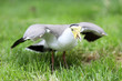Masked lapwing, vanellus miles