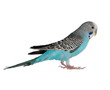 budgerigar isolated on white, (Melopsittacus undulatus)