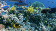 Coral and fish in the Red Sea, Egypt