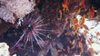 Coral and fish in the Red Sea, Egypt