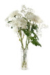 Photo: White chrysanthemums White chrysanthemums