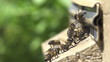 Honey bees swarming and flying around their beehive
