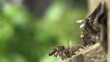 Honey bees swarming and flying around their beehive