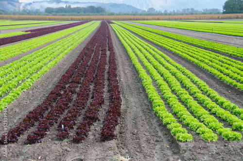 Photo: plantation de salades plantation de salades