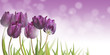 Foto: tulipany tulipany