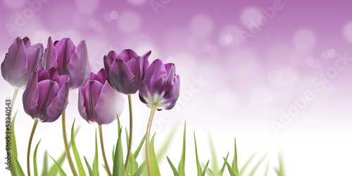 Photo: tulipany tulipany