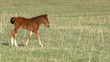 Little foal walking on green spring meadow. Slow Motion 240 fps