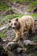 Photo: Brown Bear (Ursus arctos) Brown Bear (Ursus arctos)
