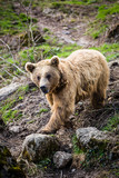 Brown Bear (Ursus arctos)