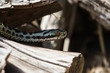 Adder
