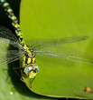 libellule