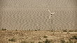 Wind power generators. Old TV style video