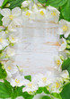 jasmine spring flowers frame on white background