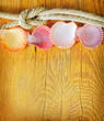 shells on wooden background