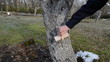 Man Whitening Apple Fruit Tree...