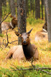 Photo: Rocky Mountain Elk Rocky Mountain Elk