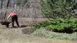 Video: woman load barrow autumn leaves spring first season works garden woman load barrow autumn leaves spring first season works garden