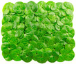 Coltsfoot background