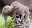 Baboon