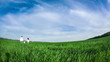 Happy family walking in summer field