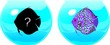 Aquarium with a Blue leopard discus fish