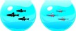 Fishbowl with a Cardinal tetra