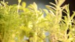 Plante aromatique Pianta aromatica Planta aromática