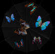 Foto: butterflies and spiderweb butterflies and spiderweb