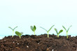 Green seedling growing from soil.on bright background