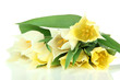 Beautiful white tulips isolated on white