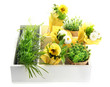 Beautiful spring flowers and grass in wooden crate isolated