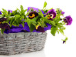Beautiful pansies in basket isolated on white