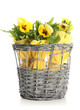 Beautiful pansies in basket isolated on white